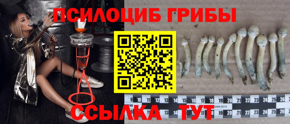 Псилоцибиновые грибы MAGIC MUSHROOMS Новоалтайск